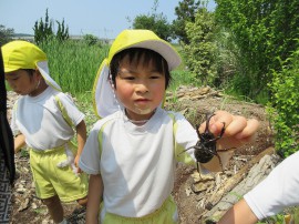 カブト虫里親募集します!