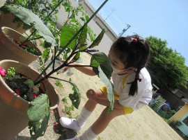野菜の苗