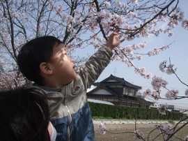 お花見さんぽ🌸